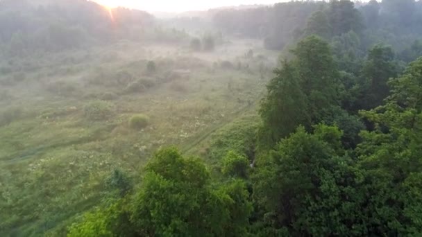 Ködös nyári rét reggel. Felkelő nap. Légi felvétel, Uhd. — Stock videók