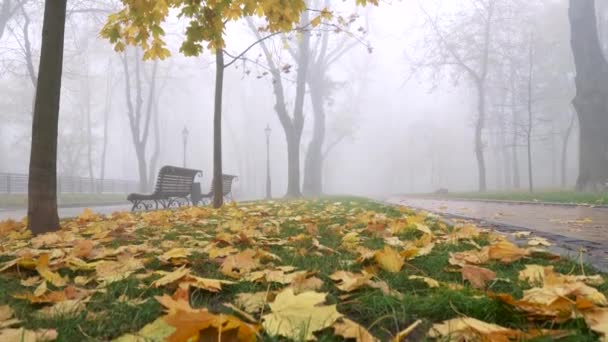 Légköri őszi ködös reggel a parkban. Emelkedik a sárga lombozat között két tégla sétány. Ööö... — Stock videók