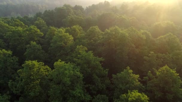 Bright warm rising sun rays shining everywhere while camera flying over tree tops of green forest. Aerial shot, UHD — Stock Video