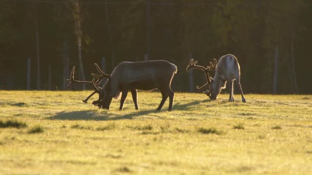 Hirsche mit eleganten Geweihen, die in der Morgensonne auf der Wiese grasen. 4k — Stockvideo