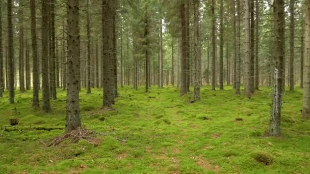 Paseando por el misterioso bosque siempreverde. Suelo cubierto de musgo verde. 4K — Vídeo de stock