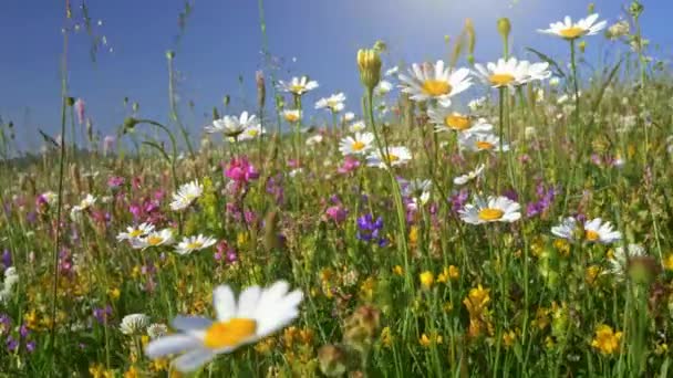 Caméra se déplaçant à travers prairie à fleurs alpines. Belles fleurs d'été sur le vent. Printemps été nature concept. UHD, 4K — Video