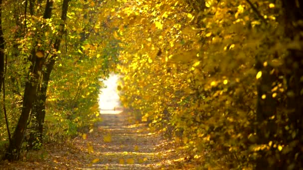 Parque de otoño o bosque. Captura en cámara lenta de hojas de otoño amarillas que caen. Hermoso camino en el bosque de otoño — Vídeos de Stock