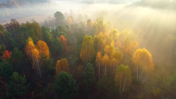 Sis ormanı sonbahar ağaçlarının üzerinden uçuyorlar. Dallardan süzülen renkli ağaçlar ve güneş ışınları. Güzel sonbahar gündoğumu seyahat konsepti — Stok video