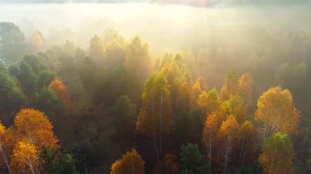 Árboles de otoño al amanecer. Foto aérea de la hermosa niebla del amanecer prado y bosque. Árboles dorados con rayos de sol — Vídeos de Stock