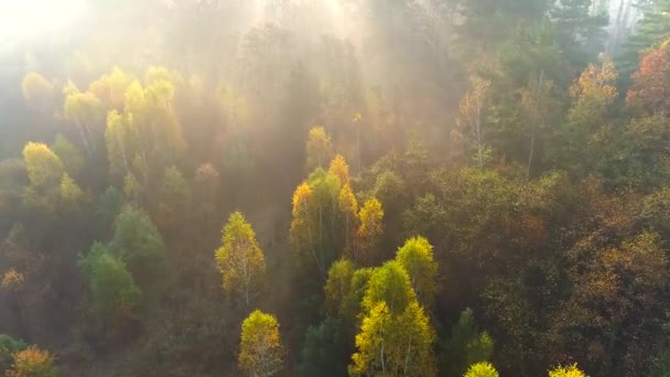 混合ヨーロッパの秋の森。霧深い日の出の美しい色の秋の木々の上を飛んでいます。太陽の光が木を突き破っている。空中風景 — ストック動画