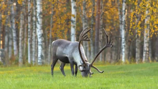 Jelen na louce na pozadí podzimní břízy. Laponsko, Finsko. — Stock video