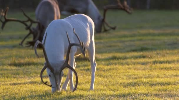 Beautiful white and grey deers feeding on the meadow. Somewhere in Lapland early morning shot — Stock Video