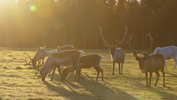 Finnische Wildhirsche fressen im Gegenlicht der Morgensonne auf der Wiese. irgendwo in Lappland — Stockvideo