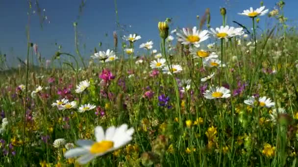 Fleurs sauvages dans la prairie. Camomilles et autres fleurs agitant dans le vent. Caméra en avant. 4K 