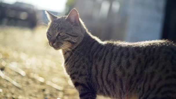 Kedi etrafına bakıyor, sabah güneşinde parlıyor. Arka ışık, yavaş çekim. — Stok video