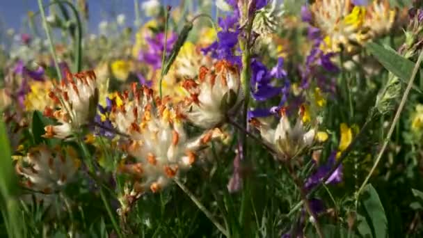 Wild flowers in Alpine meadows. Camera moving forward. Close-up shot, 4K — Stock Video