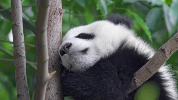 Adorable panda bebé durmiendo en un árbol entre la flora verde en Chengdu, China. 4K — Vídeos de Stock