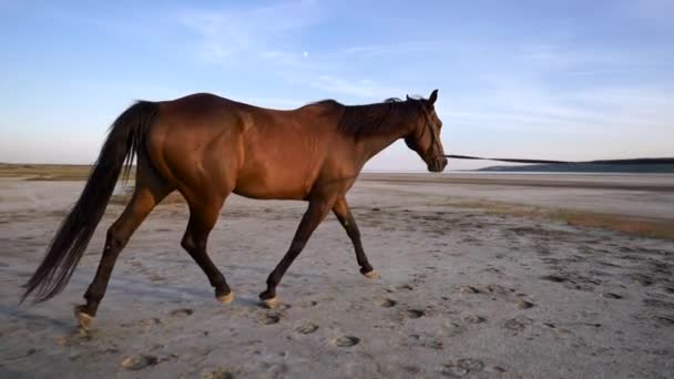 Cavalo correndo feliz e livremente em uma planície durante o pôr do sol. Tiro em câmara lenta — Vídeo de Stock