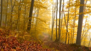 Sabah, sisli sonbahar ormanının vinç görüntüsü. Foggy Park ya da orman. Sarı yapraklı sonbahar ağaçları. Uhd, 4k