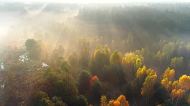 Herfstbomen bij zonsopgang. Luchtfoto van prachtige mistige zonsopgang weide en bos. Gouden bomen met zonnestraal — Stockvideo