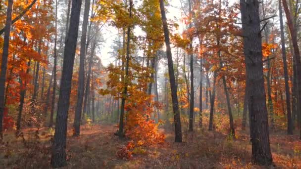 Concept nature d'automne. Caméra se déplaçant à travers les arbres d'automne dans la brume matinale forêt. Le soleil brisant les arbres. 4K 