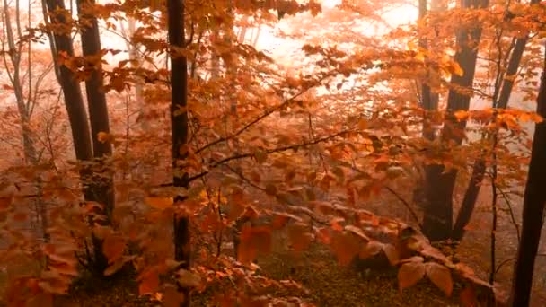 Varm solnedgång i den röda höstskogen. Höstens naturliga koncept — Stockvideo