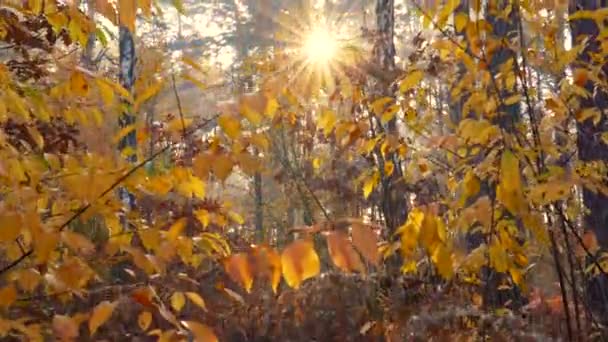 Gimbal lövés gyönyörű napfelkelte th őszi erdő vagy park. Meleg napsugarak törnek át az őszi fákon — Stock videók