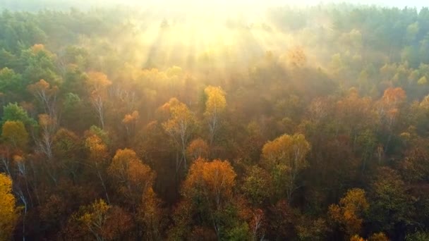 Mixed european autumn forest. Flying over beautiful color autumn trees in foggy sunrise. Sun rays breaking through the trees. Aerial view — Stock Video