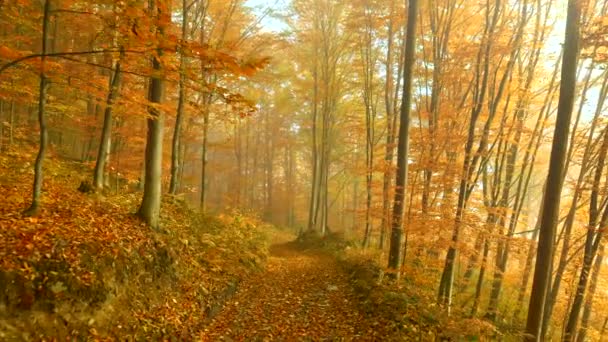 Caminhando no caminho na bela floresta de outono. Caminhadas, conceito de turismo de viagens. Tiro de alta qualidade, 4K — Vídeo de Stock