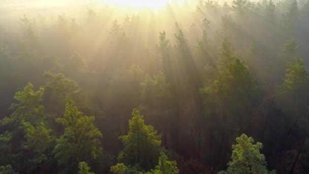 Flyger över gröna träd skog vid soluppgången. Morgonsol och dimma. Flygskott, 4K — Stockvideo