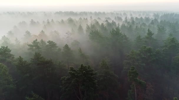 Napkelte előtt átrepülnek a sűrű köderdőn. Fenyőfa a ködben. Uhd, 4k — Stock videók