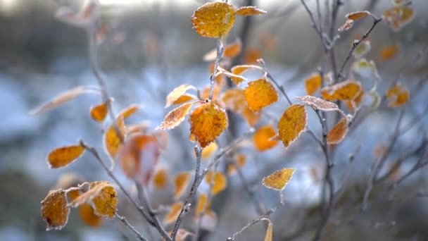 Zmrzlé podzimní listí větví ve větru. Podzimní koncept. Zpomalený záběr — Stock video