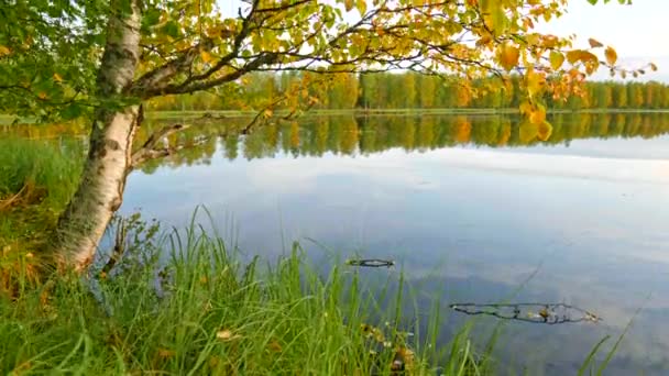 Paysage naturel automnal de Finlande - feuilles de bouleau doré et lac avec reflet du ciel. Coup de grue, 4K 