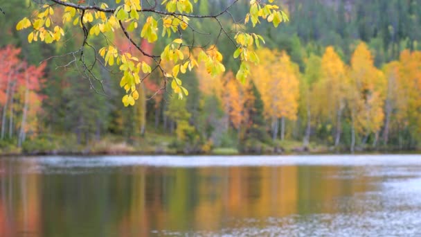 Herfstconcept. Herfst kleur bomen met reflectie. Hoge kwaliteit 4k schot — Stockvideo