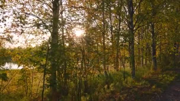 Günbatımında Finlandiya 'nın klasik sonbahar manzarası. Renkli ağaçlar ve gölle sonbahar yolu boyunca yürüyorum. Gimbal atışı. — Stok video