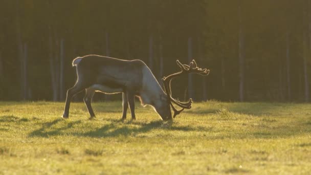 Finnische Wildhirsche fressen im Gegenlicht der Morgensonne auf der Wiese. irgendwo in Lappland — Stockvideo