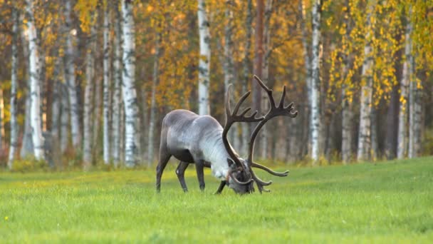 Big deer on the meadow against autumn birch background. Lapland, Finland. UHD, 4K — Stock Video