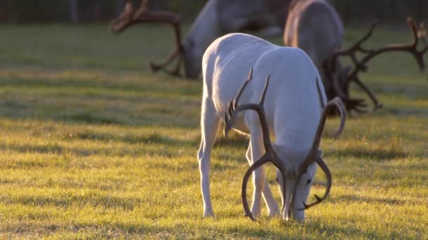 Beautiful white and grey deers feeding on the meadow. Somewhere in Lapland early morning shot — Stock Video