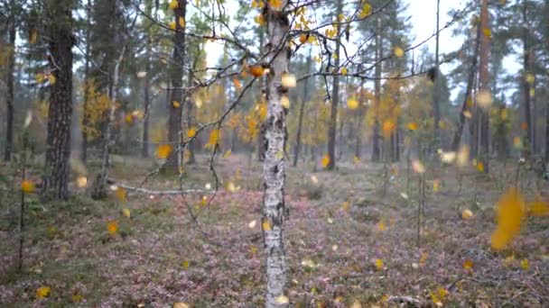 Όμορφο φθινοπωρινό βόρειο δασικό τοπίο με κίτρινα φύλλα που πέφτουν και πρώτο χιόνι. Αργή κίνηση — Αρχείο Βίντεο