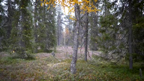 Finn Lappföld őszi koncet. Őszi erdő lehulló narancssárga őszi levelekkel és havazással. Lassított felvétel. — Stock videók