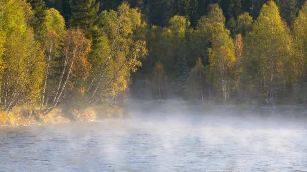 Ködös folyó és őszi fák táj. Őszi finn koncepció az Oulanka Nemzeti Parkban. Ööö... — Stock videók