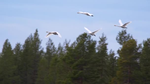 Vier zwanen vliegen over groen bos. Slow motion shot — Stockvideo