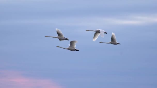 Медленный кадр лебедей, летящих над голубым небом — стоковое видео