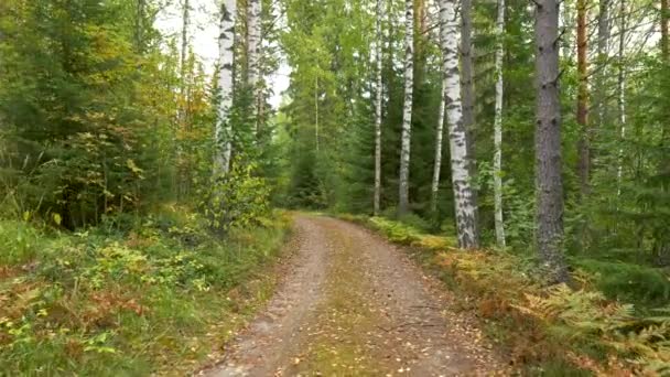 Caminhando pela floresta escandinava mista de outono. Gimbal shot, 4K — Vídeo de Stock