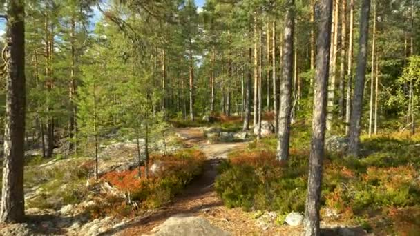 Passeggiata attraverso la foresta del tramonto nel parco nazionale di Repovesi, Finlandia. Colpo di pistola, 4K — Video Stock