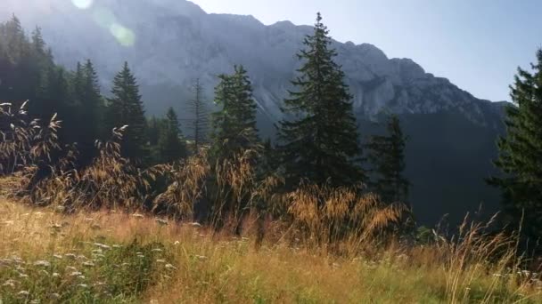 रोमानियाच्या पर्वतांमध्ये निसर्ग. पायत्रा क्रेऊल राष्ट्रीय उद्यान. गवत, गवत आणि सदाहरित झाडे. UHD — स्टॉक व्हिडिओ