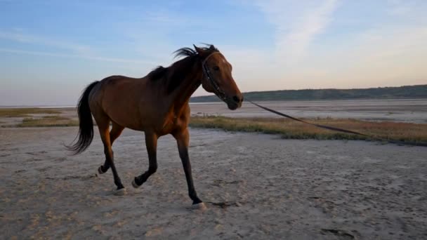 Röd häst som springer på sanden i solnedgångsljus. Slow motion, steadicam skott — Stockvideo
