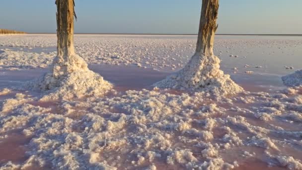 Salt extracting site on a pink salt lake. Steadicam shot, 4K — Stock Video
