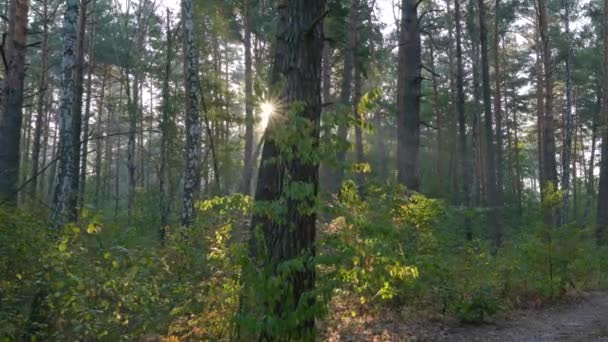 Alba nella foresta mattutina. Macchina fotografica che si muove lungo gli alberi evidenziati dal sole del mattino. Colpo di pistola, 4K — Video Stock