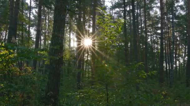 Steadicam colpo di foresta estiva la mattina presto. UHD — Video Stock