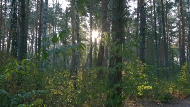 Sétálni az erdőben naplementekor. Kamera mozog az ösvényen a napsütötte zöld erdőben. Daru lövés — Stock videók