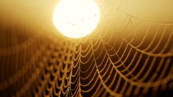 Red de araña con gota de rocío resaltada en el sol de la mañana. Concepto de naturaleza de otoño — Vídeos de Stock