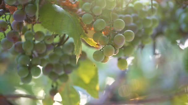 Viñedo Uvas en la rama en las luces del atardecer. Campo Hermosas granjas Viñedos. Disparo en cámara lenta — Vídeos de Stock