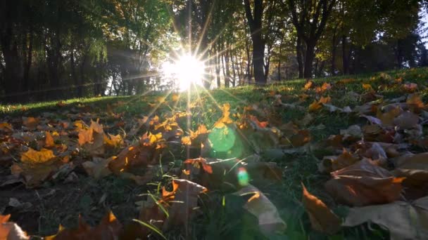Sonbahar parkında gün doğumu. Kamera, sarı sonbahar yapraklarının üzerinde zemin seviyesinde hareket ediyor ve yeşil çimenleri kesiyor. Güneş çok ışıltılı bir yıldız gibi alçalıyordu ve her yerde parlıyordu. Uhd — Stok video